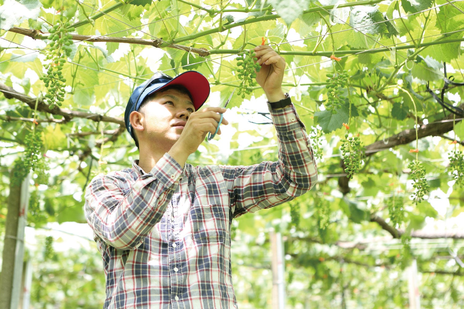 愛知県大府市にある、希少種ぶどうを栽培する「橘萄園(きっとうえん)」が 、2022年8月2日（火）に、“楽しむ直売所”として新築リニューアルオープンします！