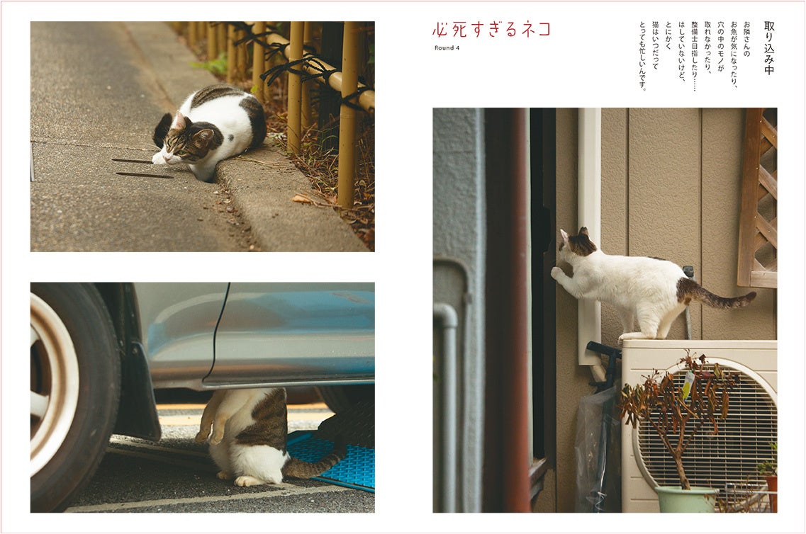 人気すぎて売り切れ続出『必死すぎるネコカレンダー2023』の写真家 沖昌之氏の写真展＆トークイベントが渋谷で開催