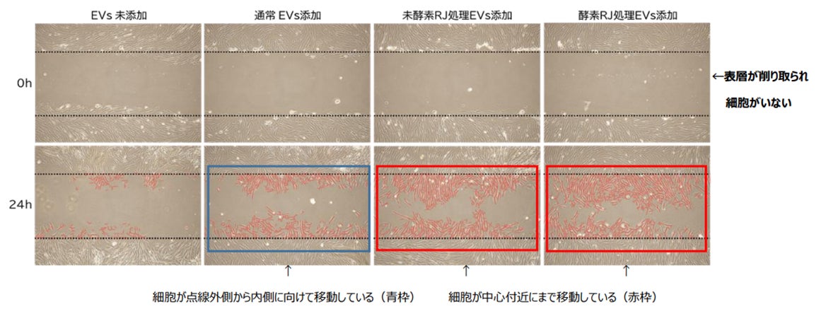 間葉系幹細胞をローヤルゼリーで培養することで肌の再生に関わる細胞外小胞の機能が向上することを発見