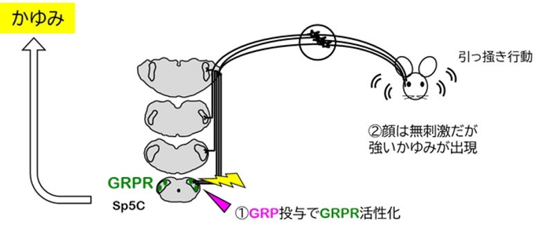 脳幹Sp5CにGRPを投与してSp5Cに発現するGRP受容体(GRPR)を活性化させると、目や顔を強く引っ掻く行動がみられる
