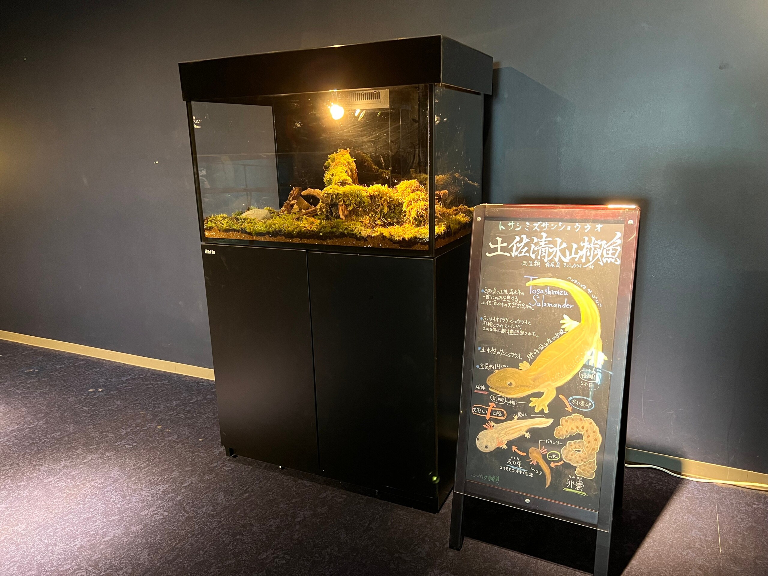 四国水族館でトサシミズサンショウウオの展示をスタート