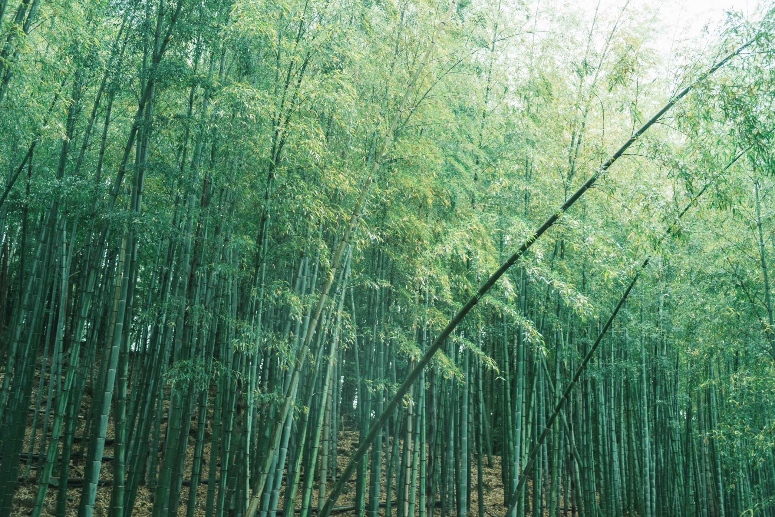 日本で唯一、国産の竹100％でつくる竹紙。竹林を育むサステナブルな取り組みを【とおまわりチャンネル】で紹...