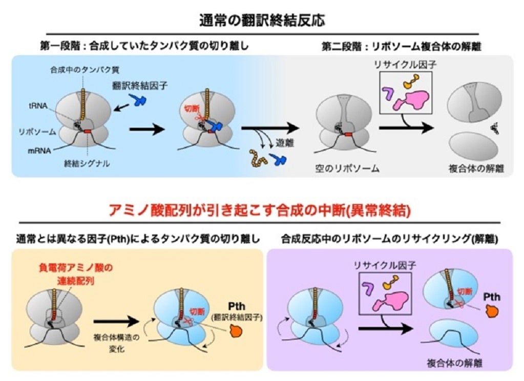 【岡山大学】リボソームがタンパク質の合成を中断する仕組みを解明！～疾患原因の解明や、効率的なタンパク質...