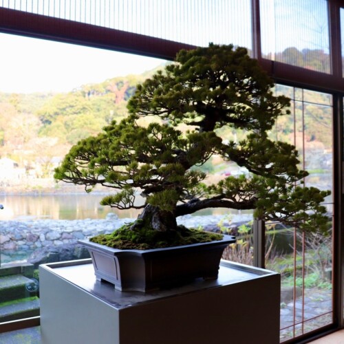 【京都宇治から盆栽文化を】日本の伝統「盆栽」で京都の未来を絶景に。