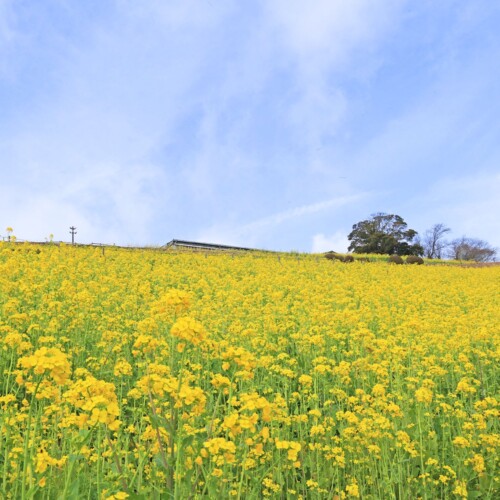 【春の風物詩】350万本の花が咲く、マザー牧場の「菜の花畑」が見頃入りしました。