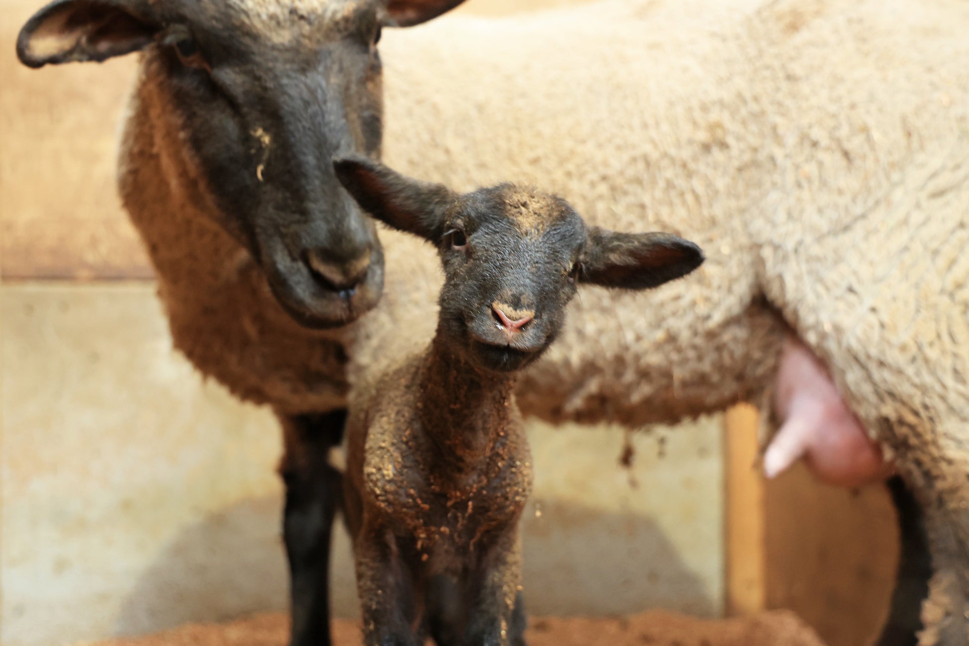 【羊の出産シーズン到来】マザー牧場で2024年第1号「赤ちゃん羊」が誕生しました！