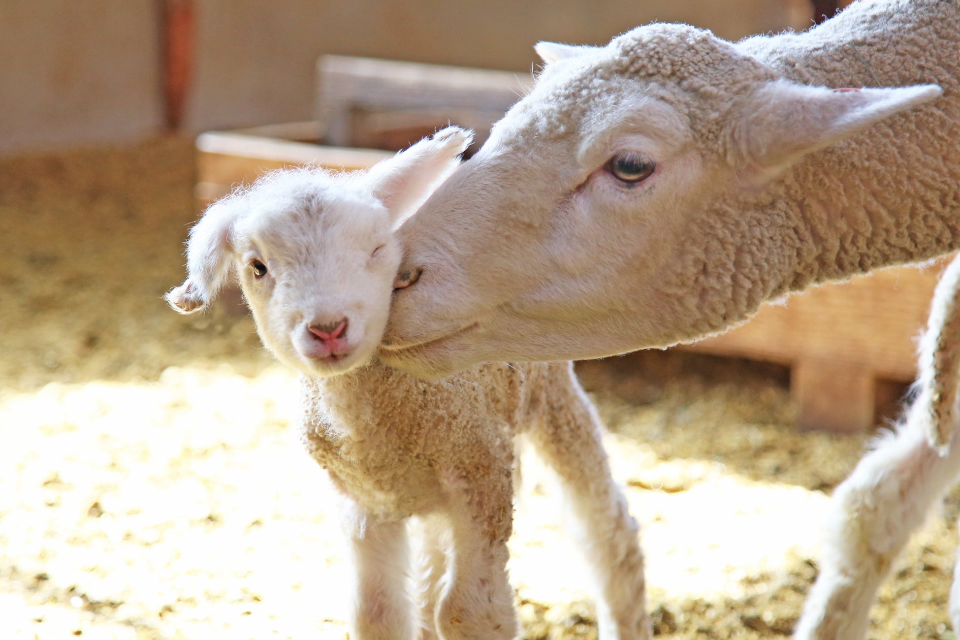 【羊の出産シーズン到来】マザー牧場で2024年第1号「赤ちゃん羊」が誕生しました！