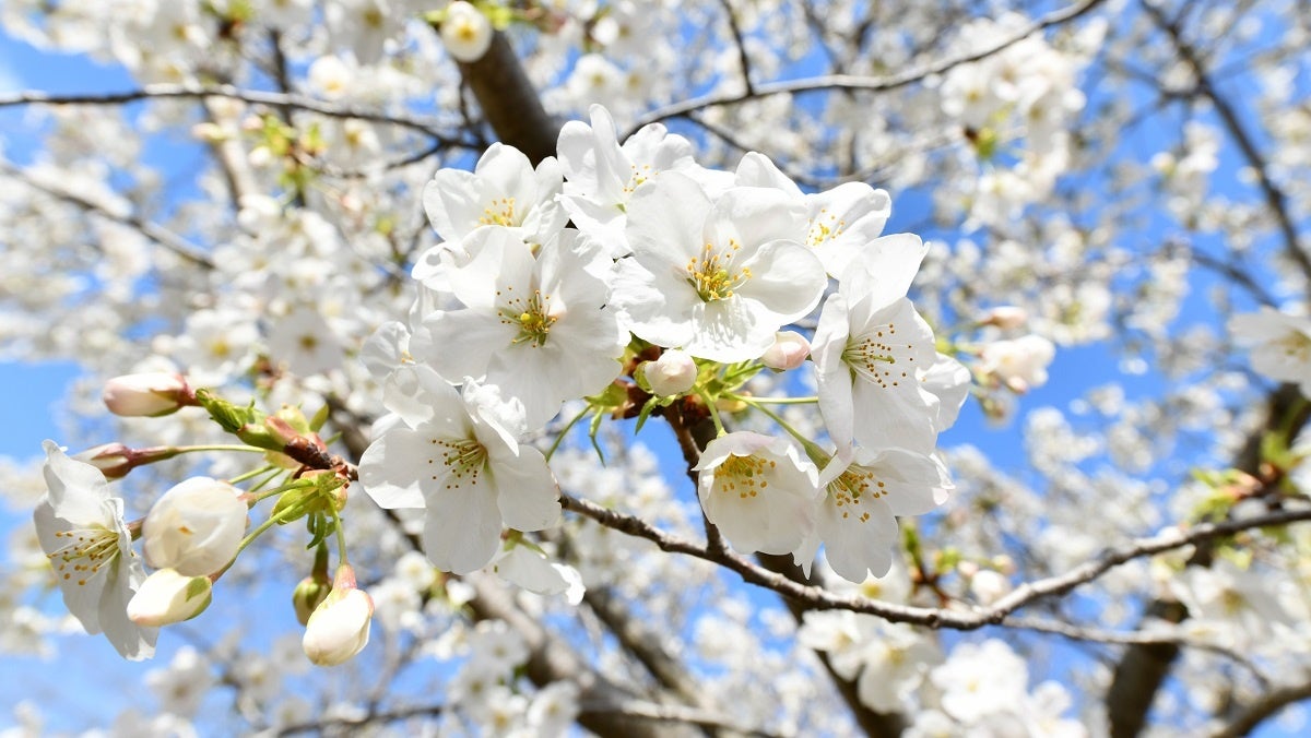 満開の桜の香り。華やかで濃厚な「ラスターブロッサムコレクション」が今年も登場！