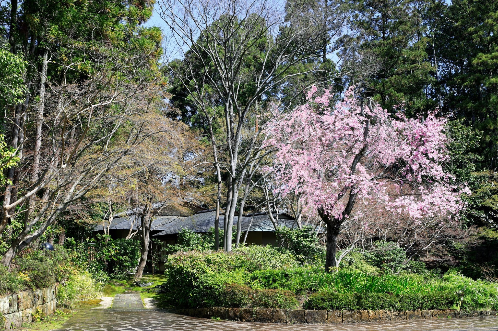 茶寮の桜。見ごろは3月下旬～4月上旬