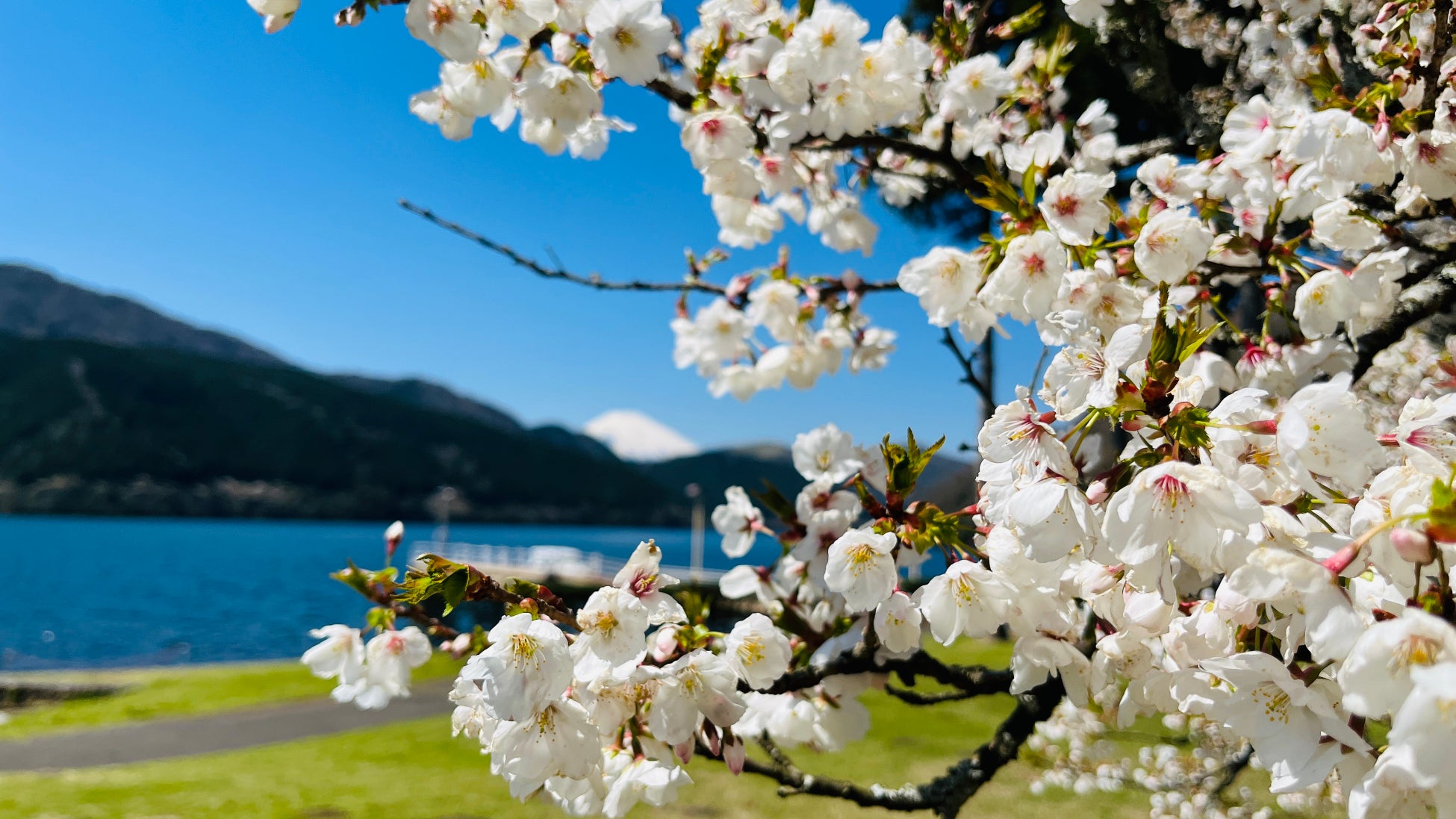 【箱根園】芦ノ湖畔で一足『遅い』桜満喫お花見体験