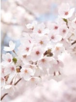 INNISFREEから美しい桜の魅力を凝縮した『チェリーブロッサム ライン』が3月1日（金）より新パッケージで登場！
