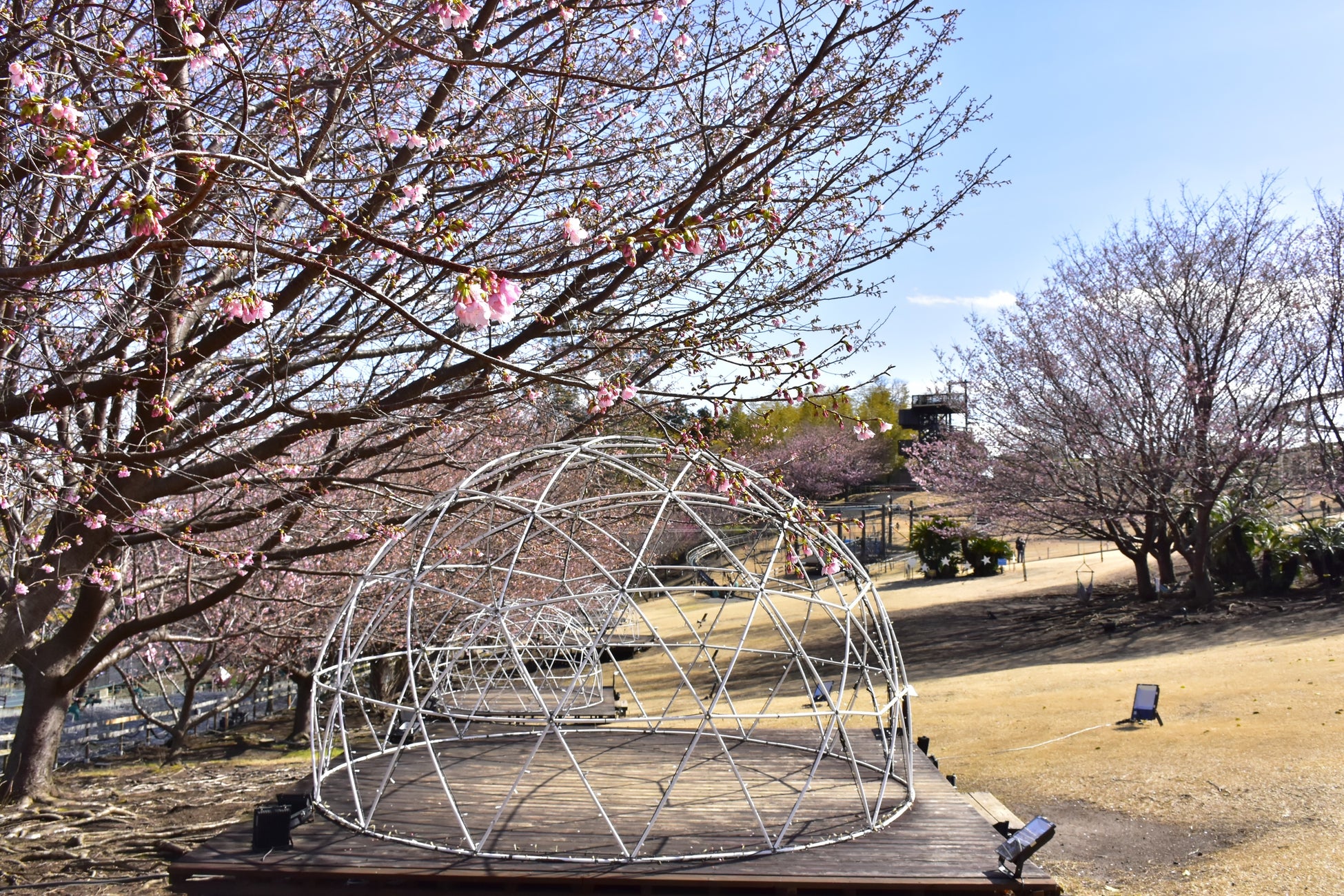 今年の見頃はもうすぐ