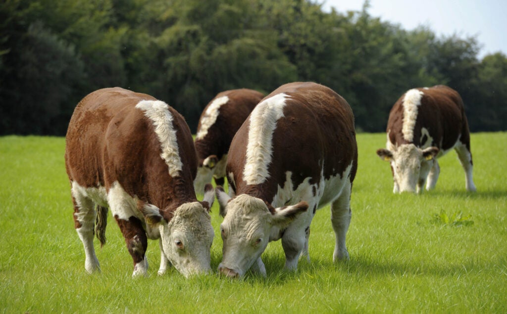 アイルランドで、放牧され、牧草を食べて育つ牛