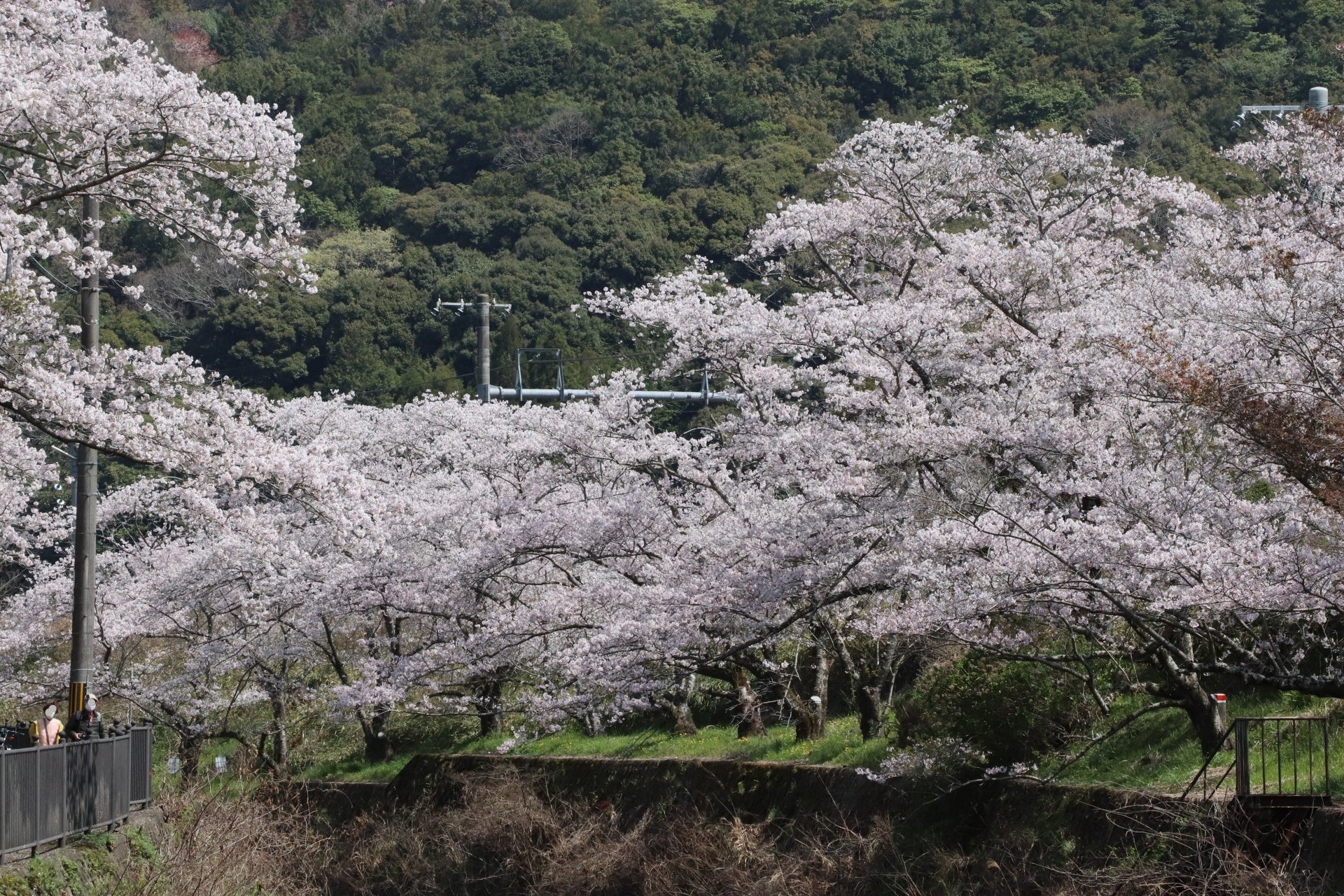 阪南市：山中渓の桜