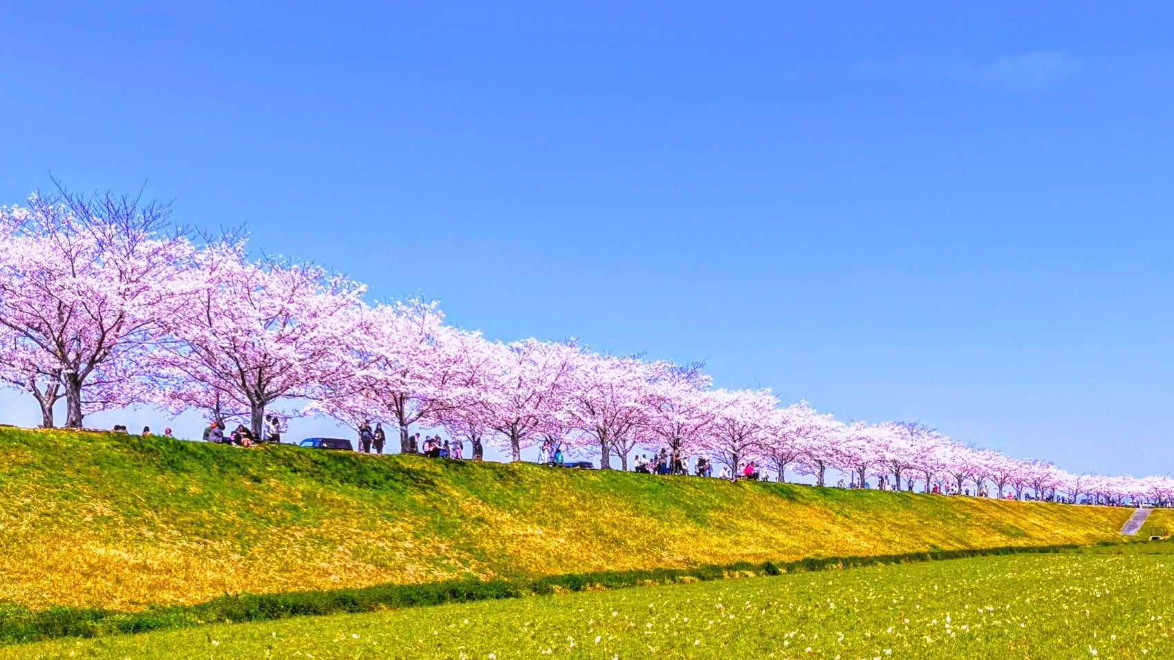 小野市：おの桜づつみ回廊