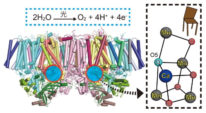【岡山大学】光合成を担う“ゆがんだイス”型の触媒が、水分子を取り込む瞬間をナノ秒レベルで捉えることに成功...
