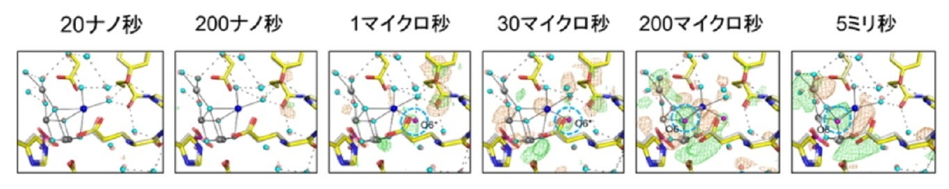 【岡山大学】光合成を担う“ゆがんだイス”型の触媒が、水分子を取り込む瞬間をナノ秒レベルで捉えることに成功...