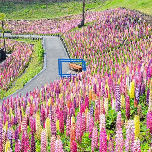 春の丘を彩る色とりどりの「昇り藤」ルピナス祭り開催‼