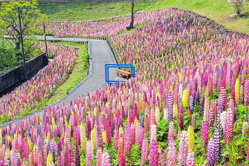春の丘を彩る色とりどりの「昇り藤」ルピナス祭り開催‼