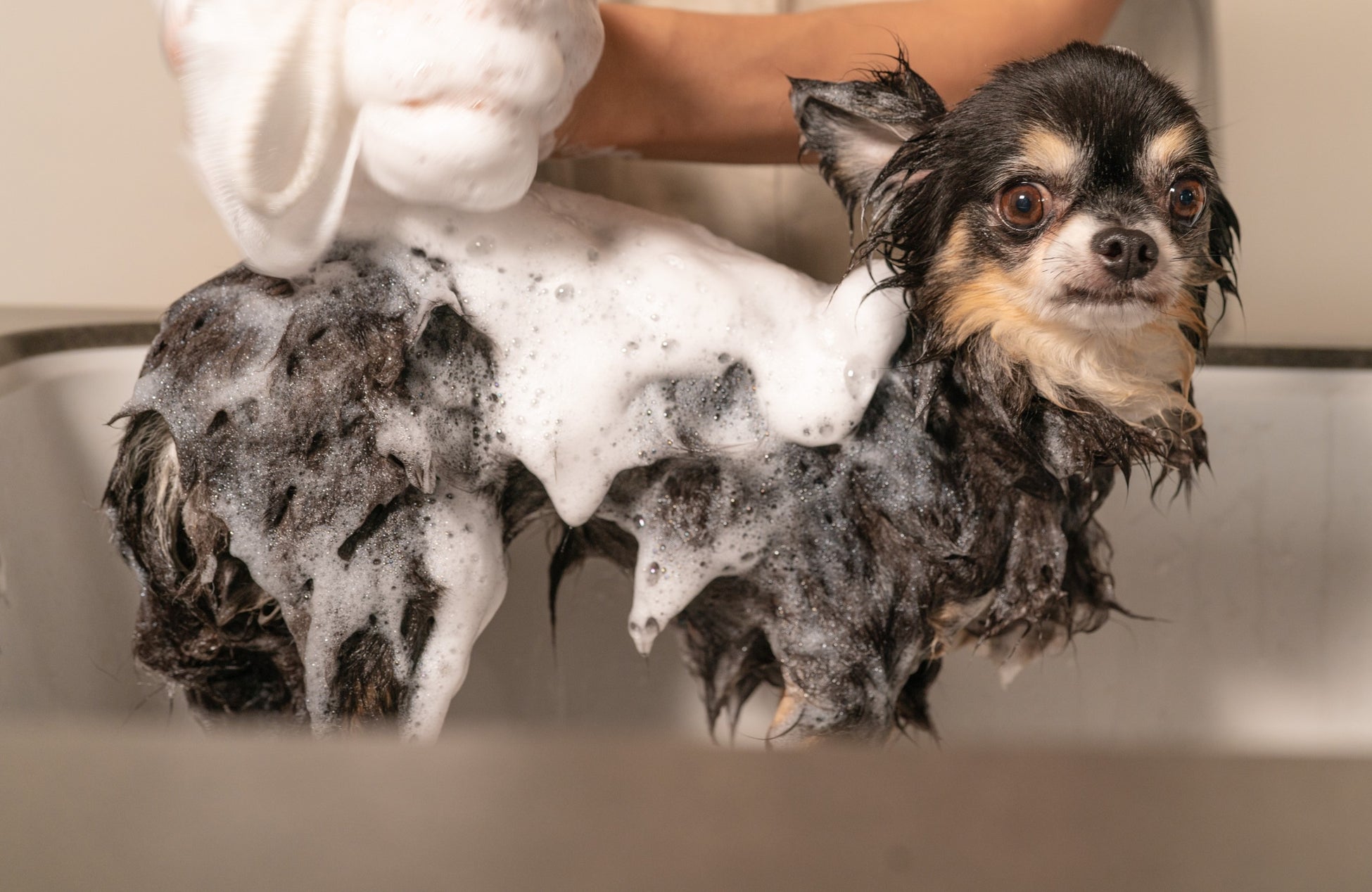 【業界初】「犬アトピー性皮膚炎に対するファインバブル洗浄の有用性を確認」というエビデンスを発表！