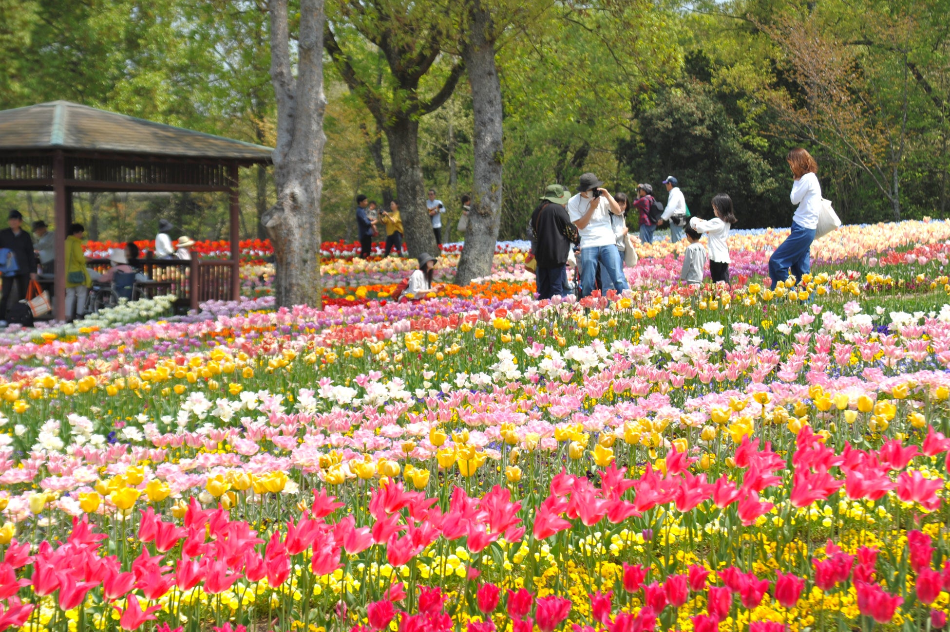 いよいよ春本番！「春らんまんフェスタ2024」開催中です（国営讃岐まんのう公園）