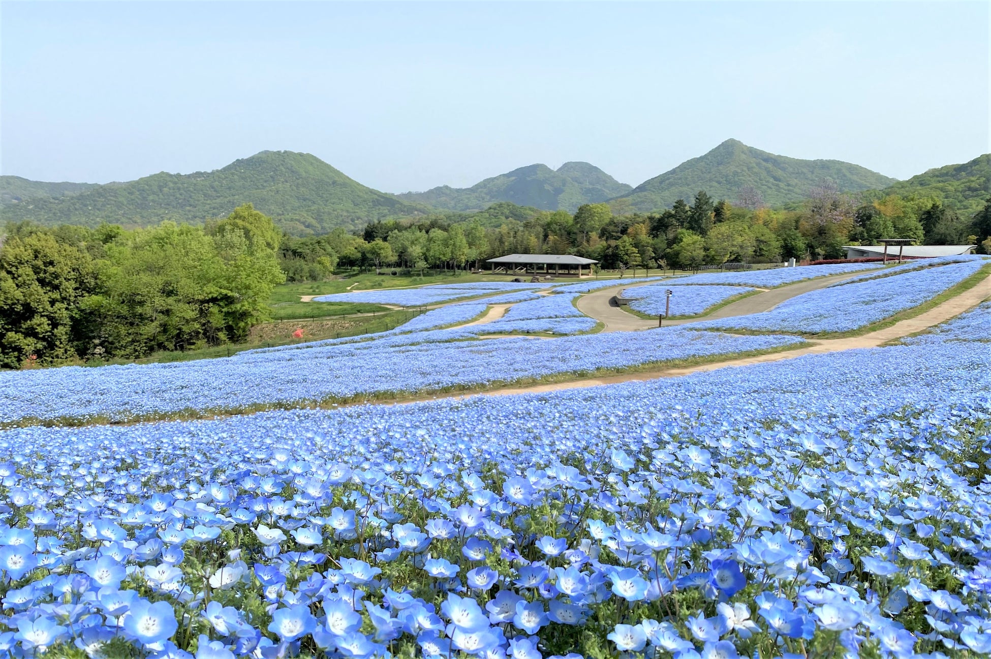 いよいよ春本番！「春らんまんフェスタ2024」開催中です（国営讃岐まんのう公園）