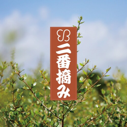 2023年秋冬に収穫されたフレッシュな「uka クイーンオブ石垣ヘナ」から特別な二番摘みヘナが3月6日(水)に発売