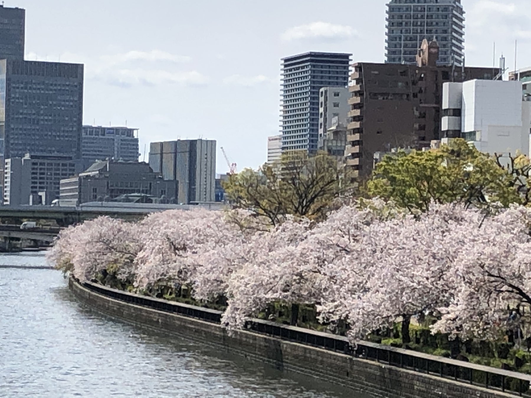 ３月２４日～４月７日限定！お一人様￥2,680-　春季限定水都大阪の定番お花見クルーズ　大川さくらクルーズ ...