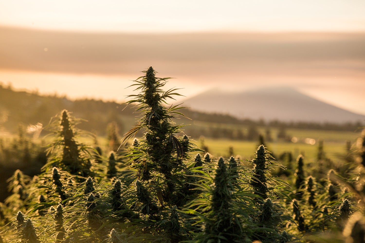 【独自レポート】大麻取締法改正の要点と今後のCBD業界予測