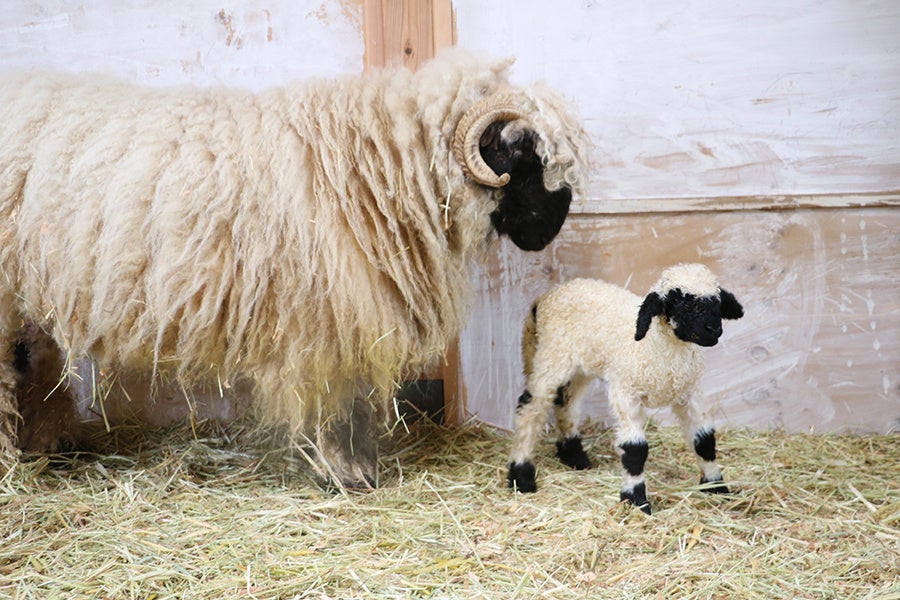 誕生‼世界一可愛い羊の、赤ちゃん生まれました！