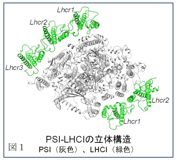 紅藻Cyanidium caldariumのPSI-LHCI超複合体の立体構造とLHCの分子進化の解明〔静岡大学, 岡山大学, 理化学研...