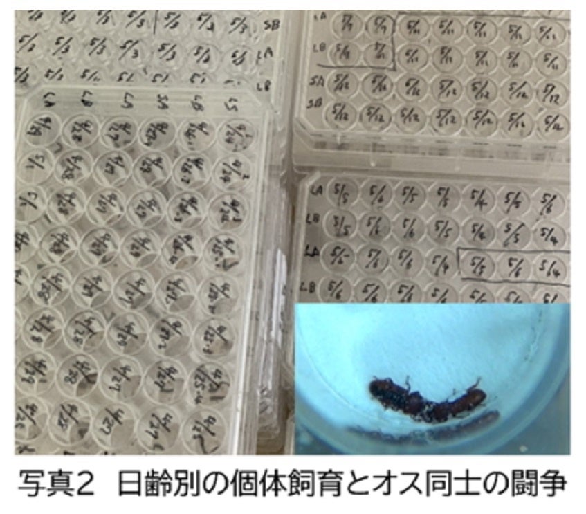 【岡山大学】齢によって変わる「オス同士の闘争パターン」を世界で初めて発見 ～歳をとると長く戦い続けてし...