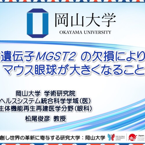 【岡山大学】斜視候補遺伝子MGST2の欠損により、マウス眼球が大きくなることを発見！