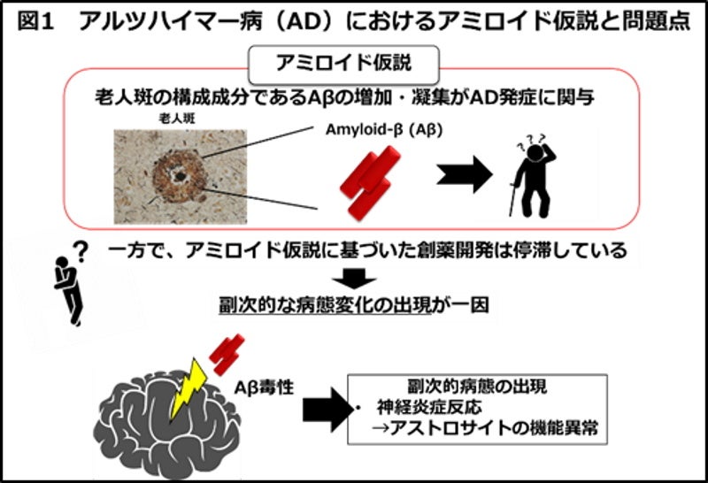 【岡山大学】脂質シグナルSphK2/S1Pによるアストロサイト機能スイッチ！ ～多機能性を持ったアルツハイマー病...