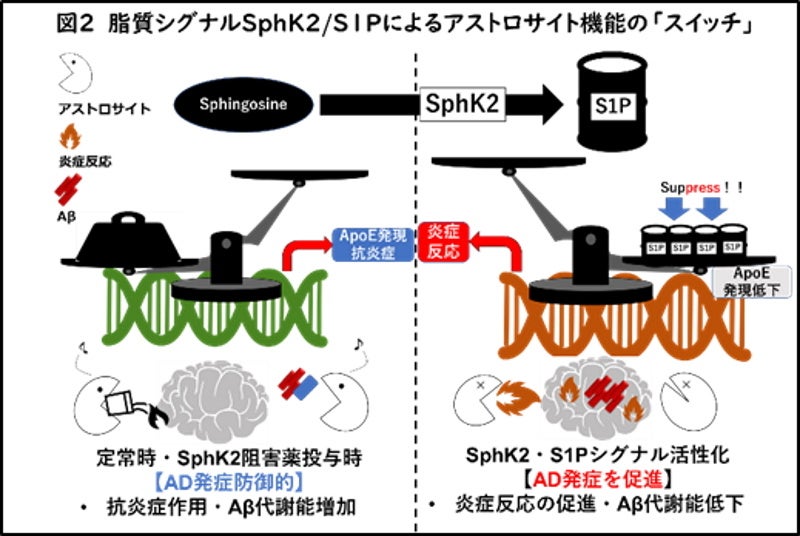 【岡山大学】脂質シグナルSphK2/S1Pによるアストロサイト機能スイッチ！ ～多機能性を持ったアルツハイマー病...