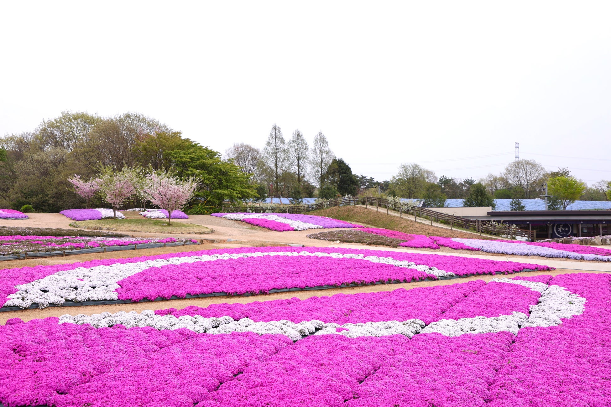 【広島／世羅】見頃を迎えています　世羅高原チューリップとネモフィラ・芝桜