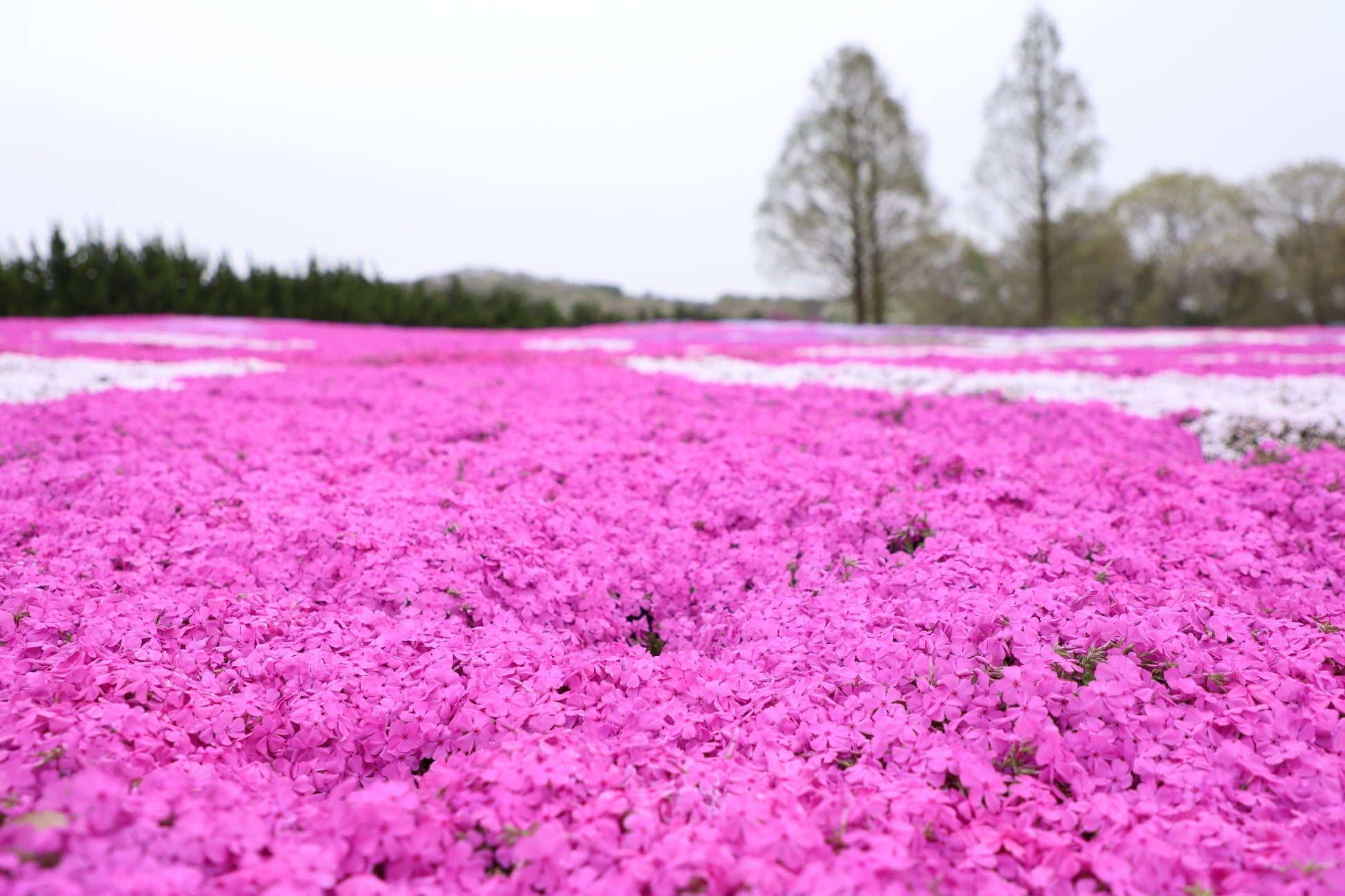 【広島／世羅】見頃を迎えています　世羅高原チューリップとネモフィラ・芝桜
