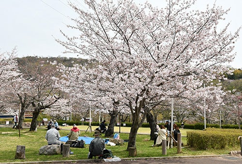 高槻市内各所で桜が見ごろ