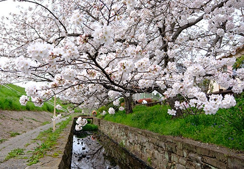 高槻市内各所で桜が見ごろ