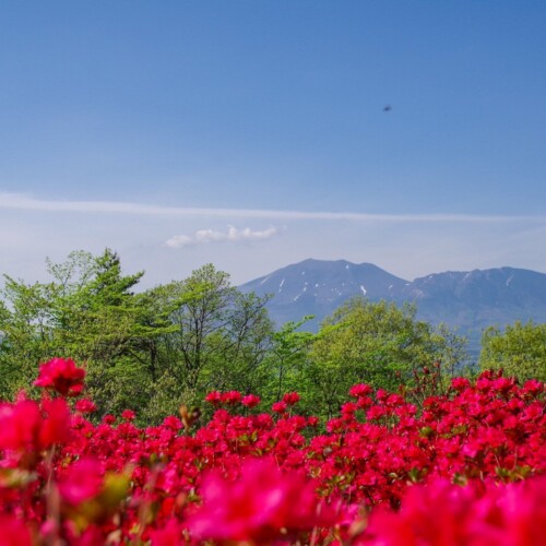 【嬬恋プリンスホテル】標高1,100mの5月「お花見シーズン到来」