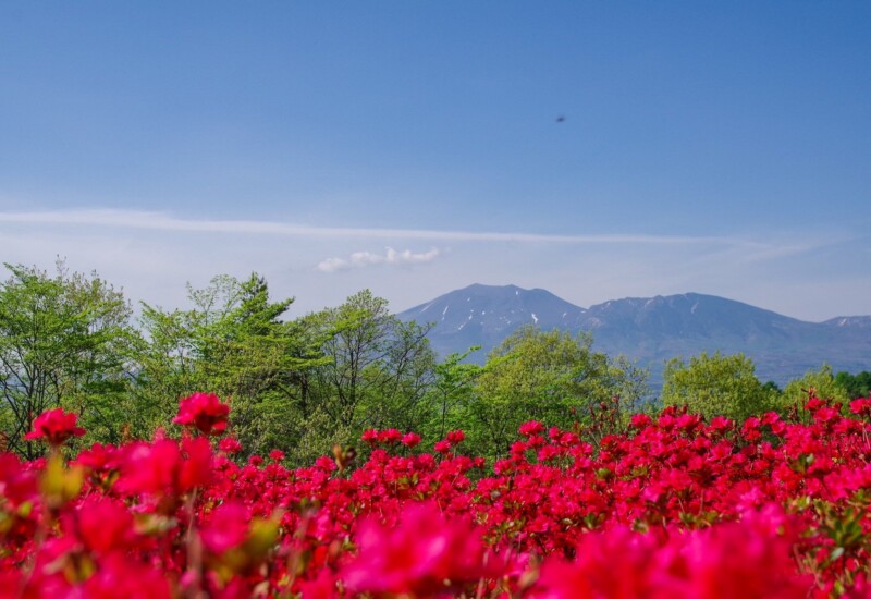 【嬬恋プリンスホテル】標高1,100mの5月「お花見シーズン到来」