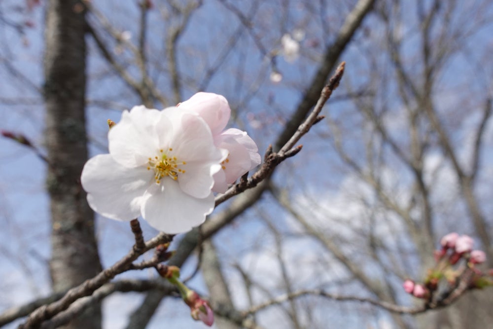 岡山工場敷地内には100本を超える桜の木があります