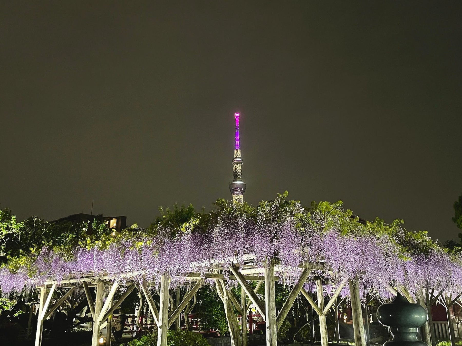 東京亀戸が紫色に！亀戸天神 藤まつりにあわせて「船橋屋三種の藤スイーツ」を2024年4月6日(土)より販売開始