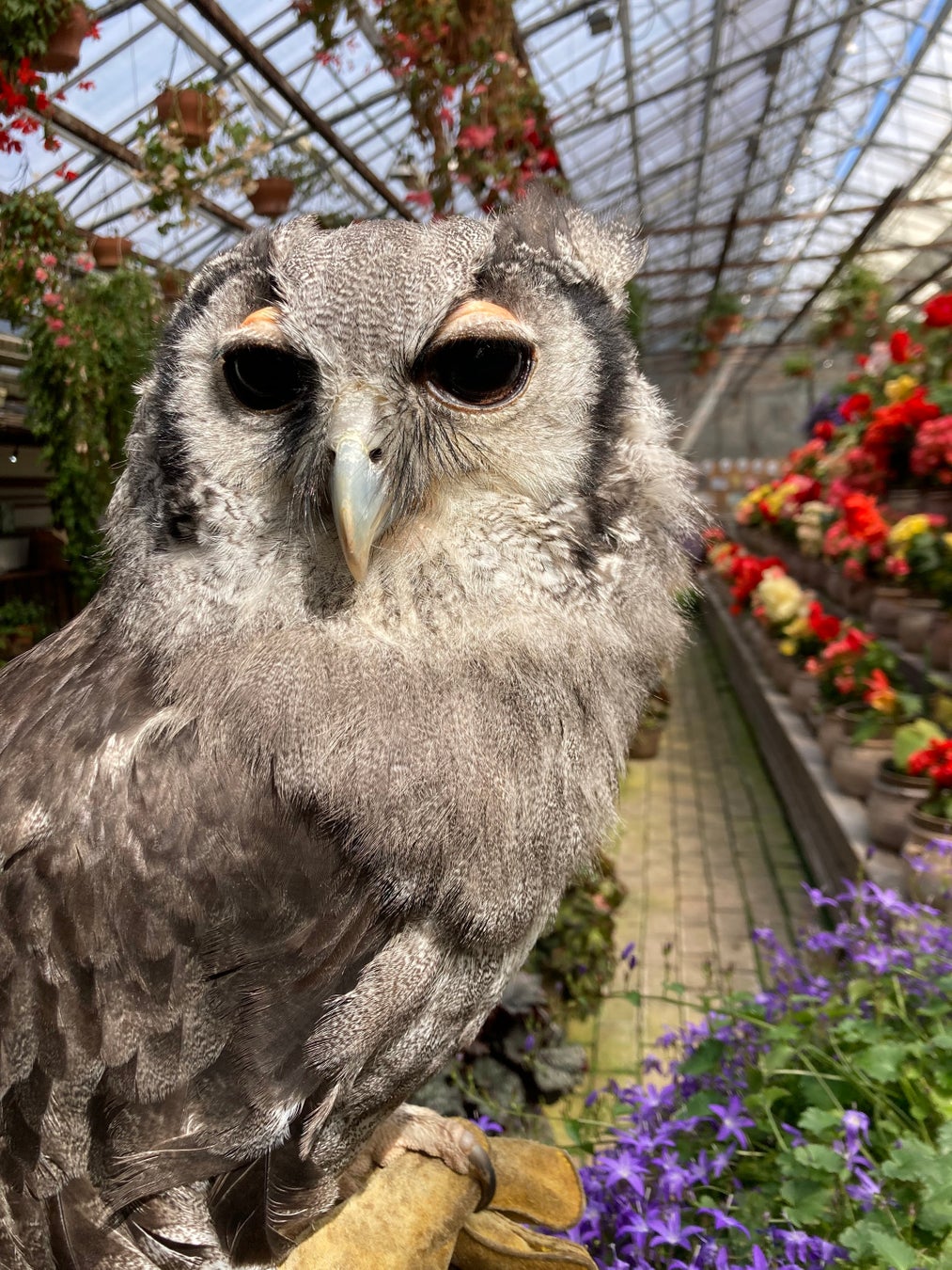 富士花鳥園：今年の連休は富士山麓で猛禽類などと触れ合ってみる　Fuji Kachoen: A week to interact with ow...