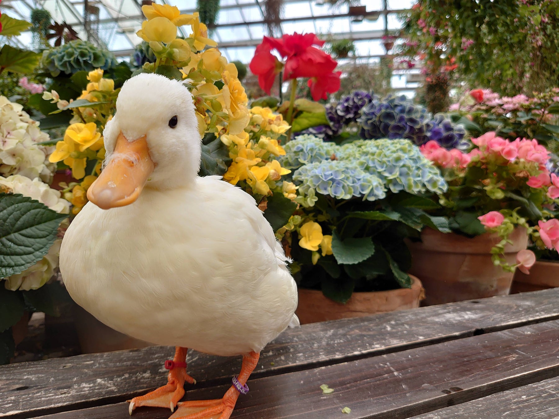 富士花鳥園：今年の連休は富士山麓で猛禽類などと触れ合ってみる　Fuji Kachoen: A week to interact with ow...