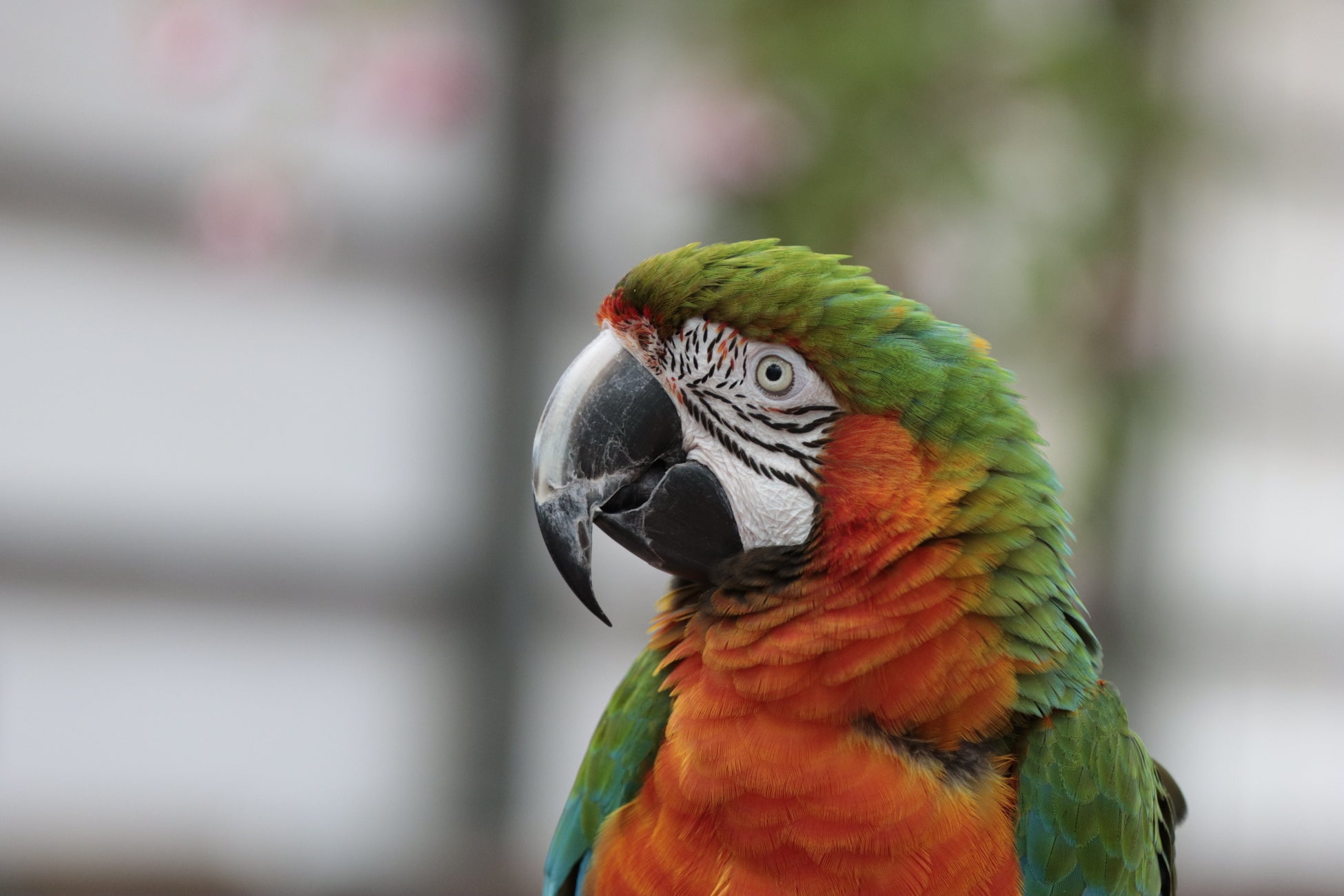 富士花鳥園：今年の連休は富士山麓で猛禽類などと触れ合ってみる　Fuji Kachoen: A week to interact with ow...