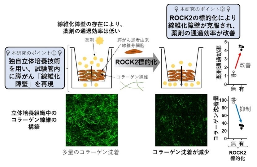 【岡山大学】膵がんを取り囲み、治療を阻む「線維化障壁」の形成にかかわるタンパク質「ROCK2」を同定！～形...
