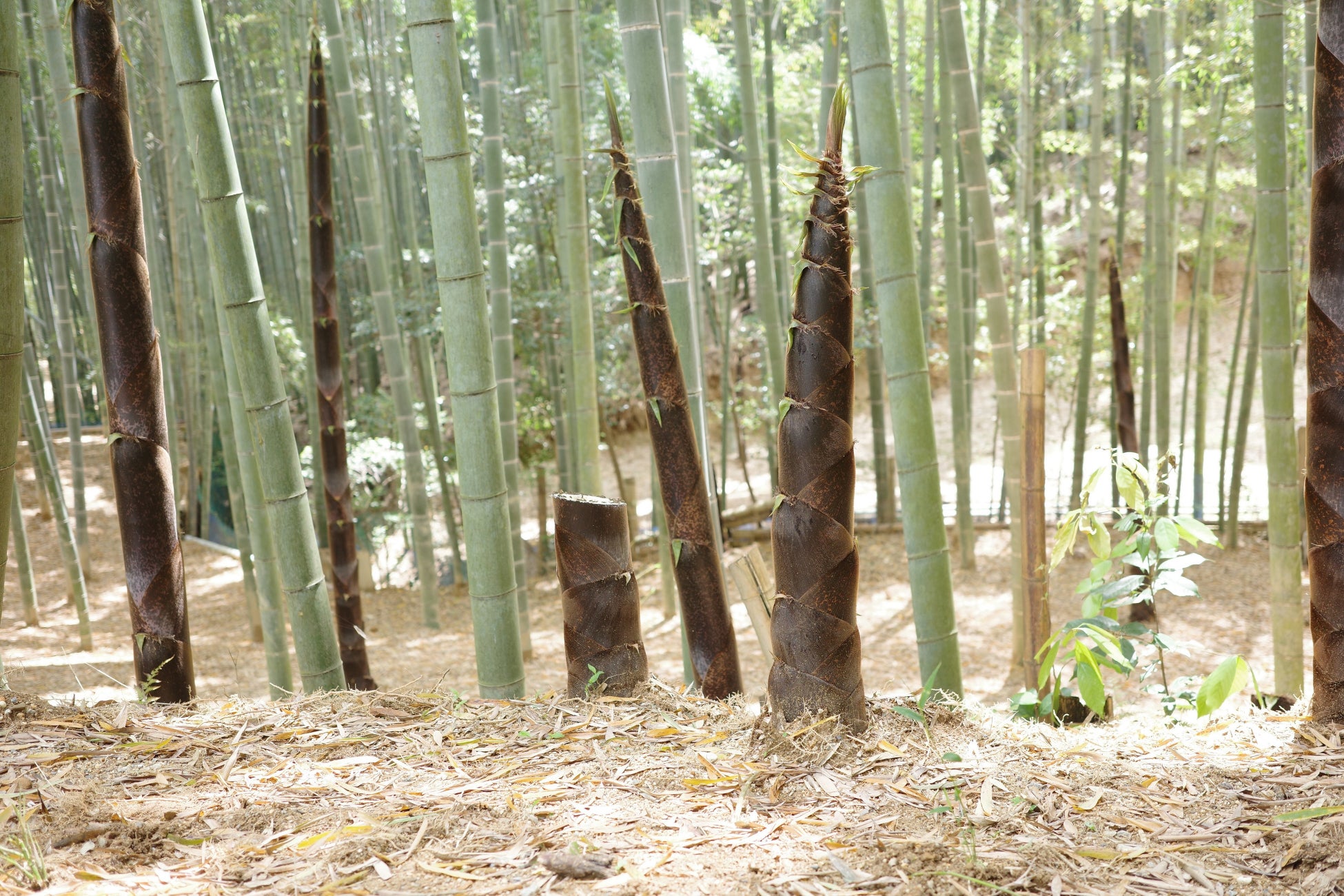 『ラーメンを通じて社会貢献』京都のラーメン屋〈キラメキノトリ〉が社会問題となっている放置竹林を解決する...
