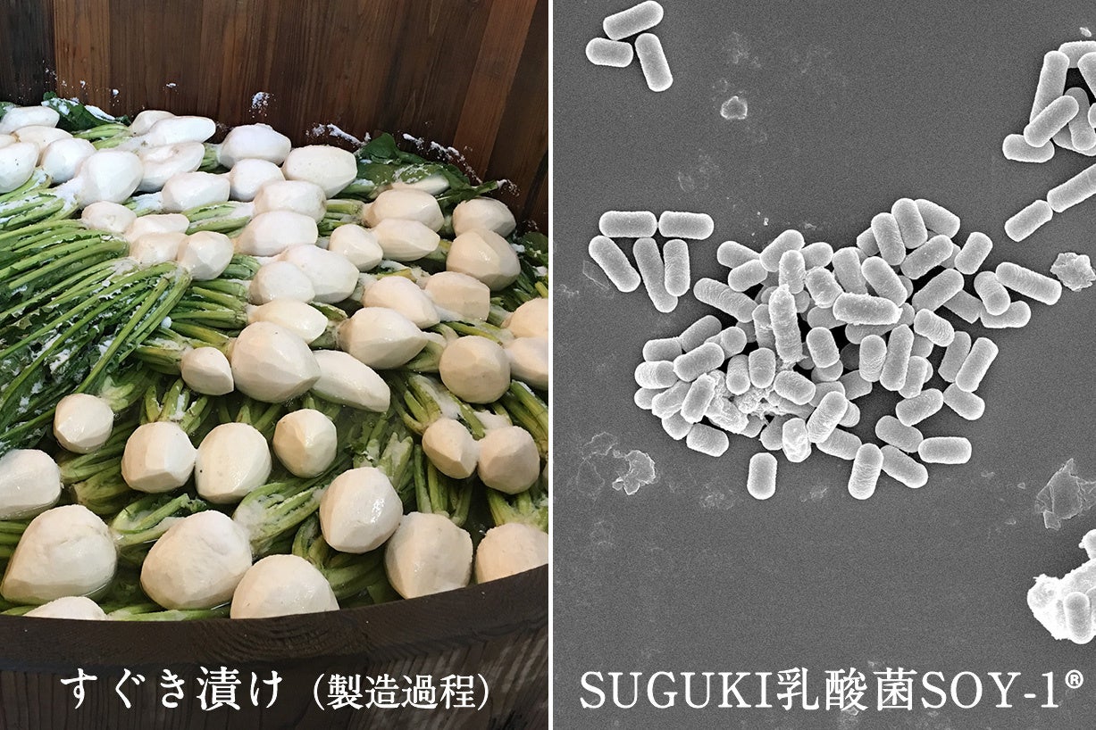 【すぐき乳酸菌パウダー】日本古来の発酵食文化から生まれた力強い植物性乳酸菌を、毎日安定して、普段の食事...