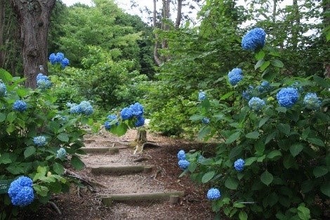 花の文化園 アジサイまつり　購入もできるアジサイの小川 が登場!!